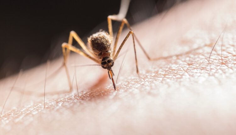 Kad vas ujede komarac, uradite samo jednu stvar: Neće vas svrbeti uopšte