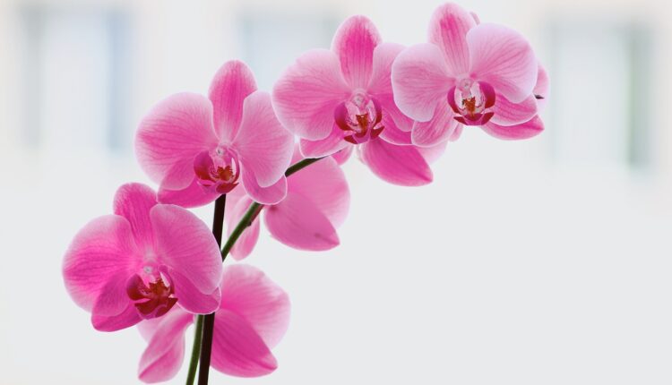 Jedan sastojak iz kuhinje spas je za orhideju koja počinje da vene
