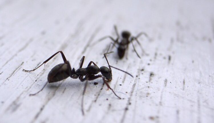 Jednom zauvek rešite se mrava: 5 prirodnih namirnica uništavaju ove dosade