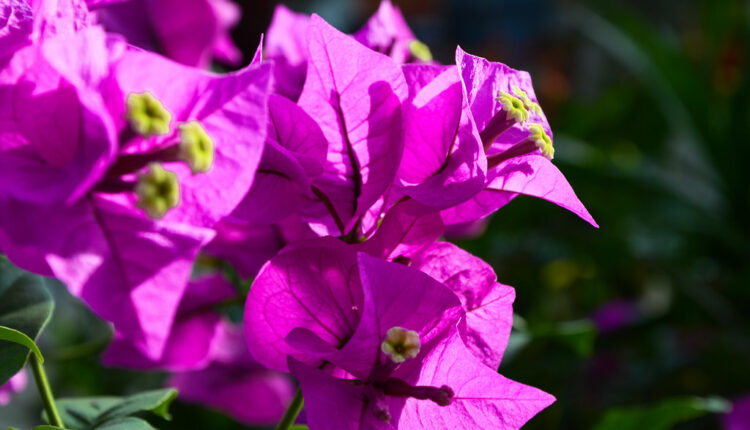 Krasiće vaš balkon ili baštu: Ova tri predivna cveta bujaju kao luda tokom leta