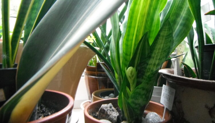 Sobne biljke koje vole mrak: Ove biljke uspevaju i u najmračnijim uglovima