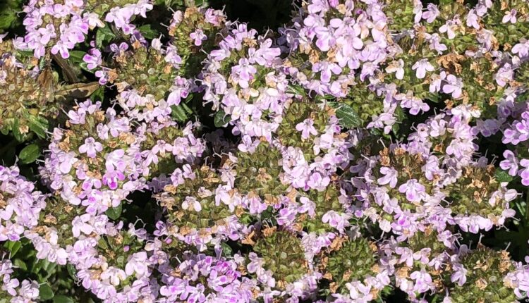 Najlekovitija od svih biljaka ujedno je predivan ukras svake terase (foto) Najlekovitija od svih biljaka ujedno je predivan ukras svake terase (foto)