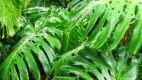 monstera