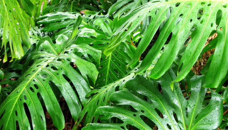 monstera