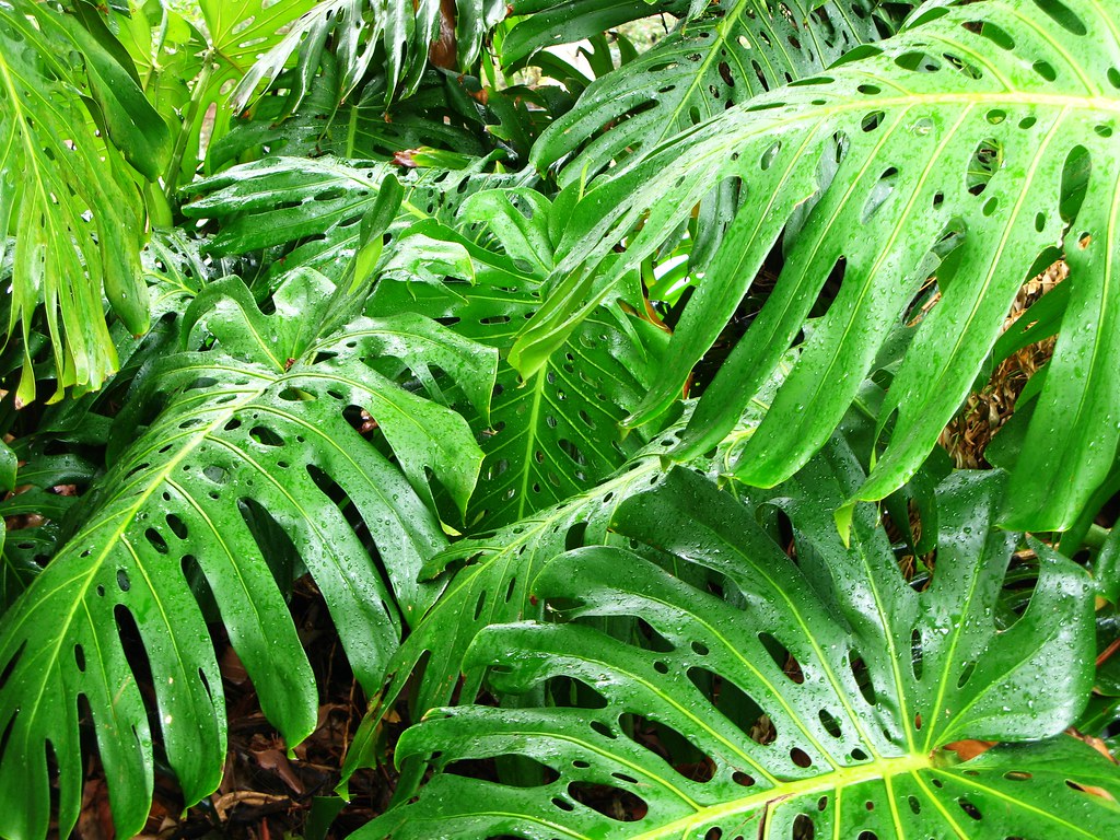 monstera