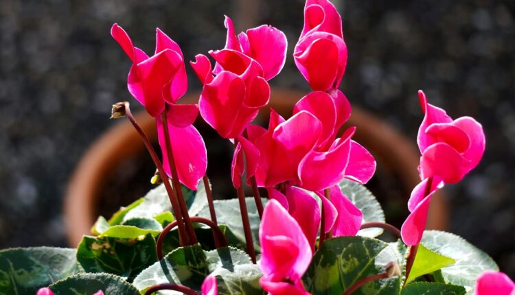 Omiljena zimska sobna biljka mnogih Srpkinja: Uz ove savete, cvetaće sve do marta