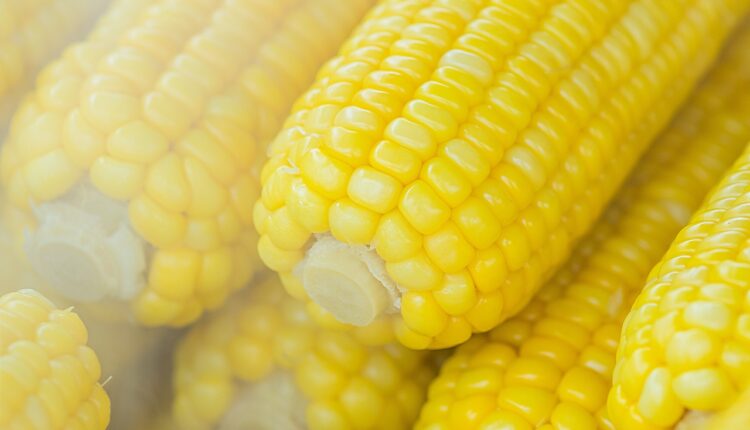 Kada kupujete kukuruz, obratite pažnju na klip: Ako nema ovaj detalj neće biti sladak kao šećer