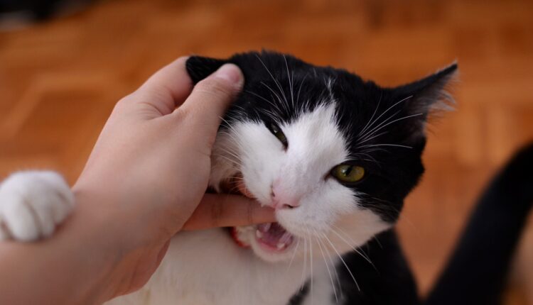 Znate li zašto vas mačka grize za ruke: Obratite pažnju, evo šta to znači