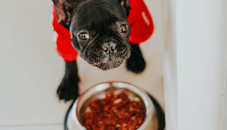 Šta će se dogoditi ako vaš pas svaki dan jede istu hranu, da li je to štetno?