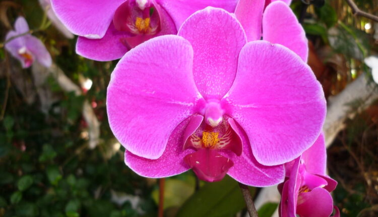 Preporodite svoje orhideje: Uz ova 3 top trika cvetaće kao lude
