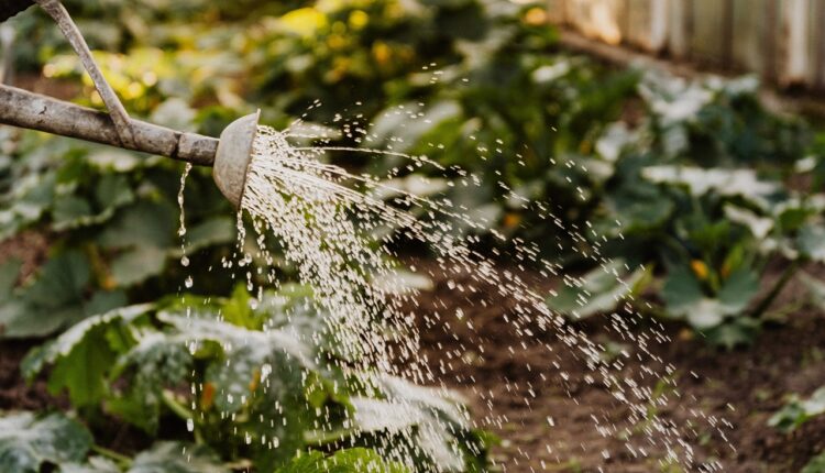 Zauvek se rešite korova u bašti: Sprej od tri sastojka iz kuhinje uništava ga u trenu