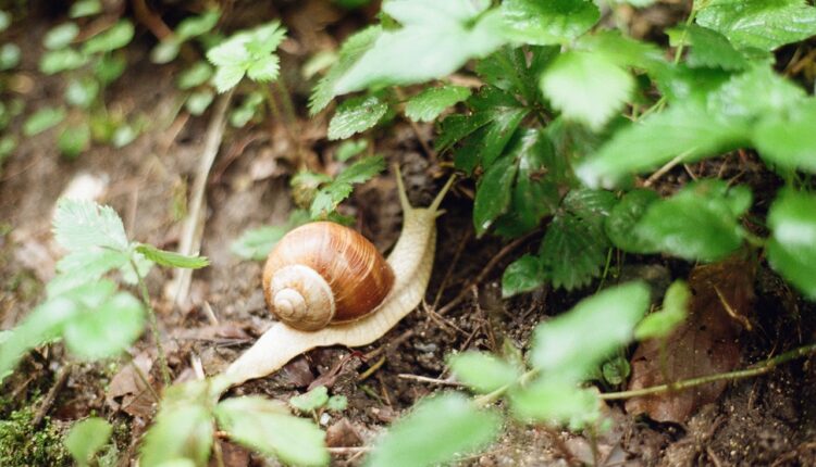 Puževi su napali dvorište i baštu? Stručnjaci otkrili trik kako da ih se zauvek rešite Puževi su napali dvorište i baštu? Stručnjaci otkrili trik kako da ih se zauvek rešite