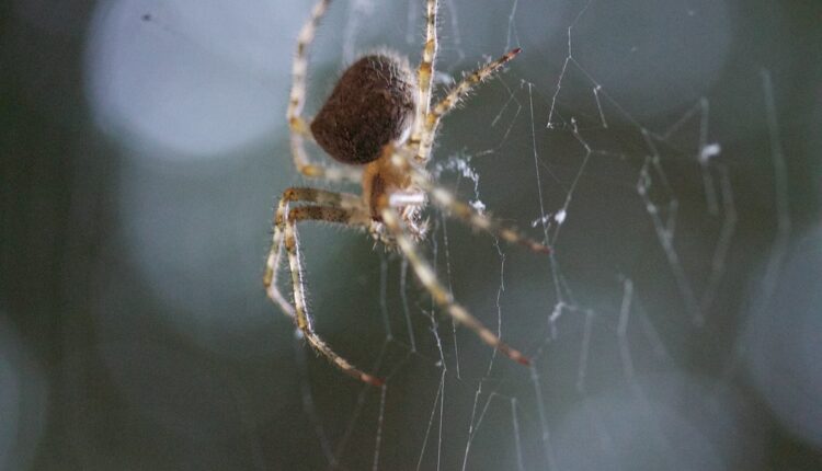 Napravite ovo prirodno sredstvo protiv paukova, zauvek će nestati iz vaše kuće