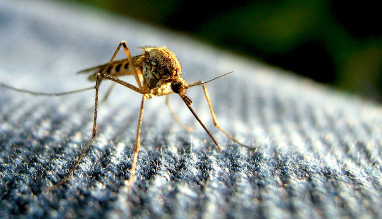Rešite se komaraca i drugih insekata prirodnim putem, pomoću ovih supertrikova – sigurno ih niste probali