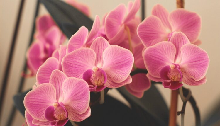 Jedan čaj je spas za orhideje: Cvetaće kao lude, ali morate ga koristiti na ovaj način