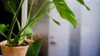 monstera