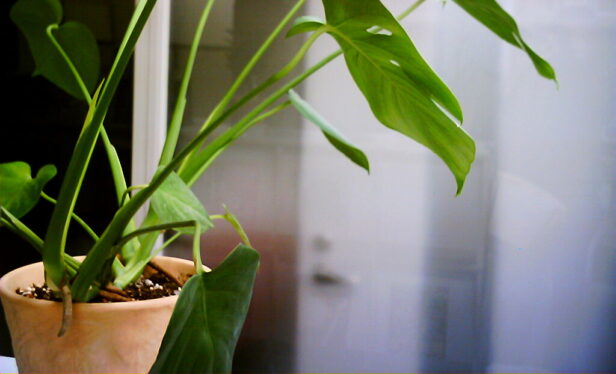 monstera