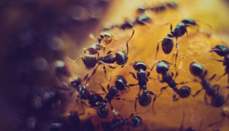 Oterajte mrave iz kuće za 2 sekunde: Napravite ovaj domaći sprej i razbežaće se odmah