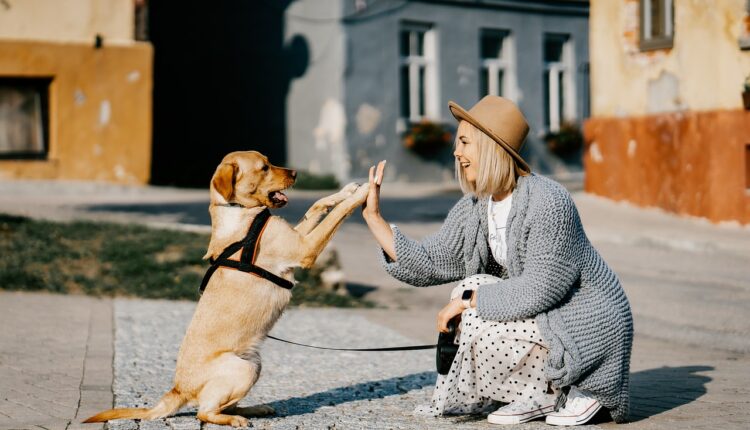 Ovih pet neverovatnih stvari psi mogu da predoste pre ljudi Ovih pet neverovatnih stvari psi mogu da predoste pre ljudi