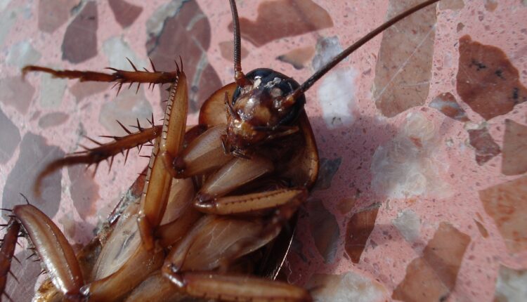 Sredstvo protiv insekata možete napraviti i sami: Rešite se buba na duge staze sa samo 3 sastojka