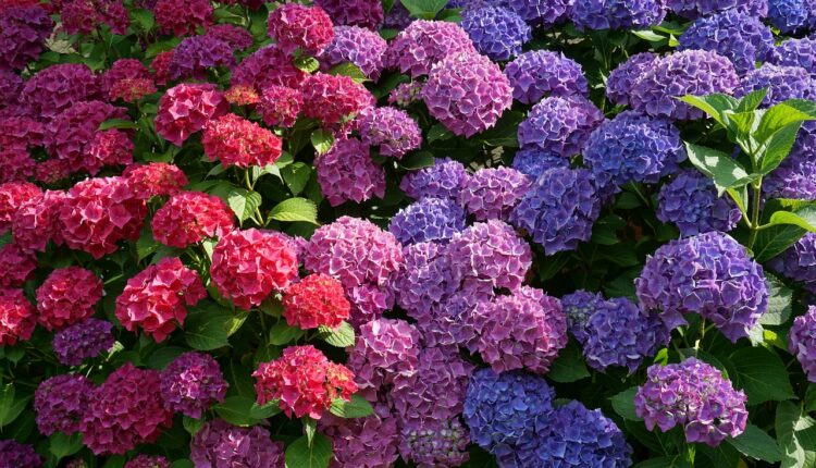 Svako leto drugačiji cvet: Uz ovaj trik vaše hortenzije će magično promeniti boju
