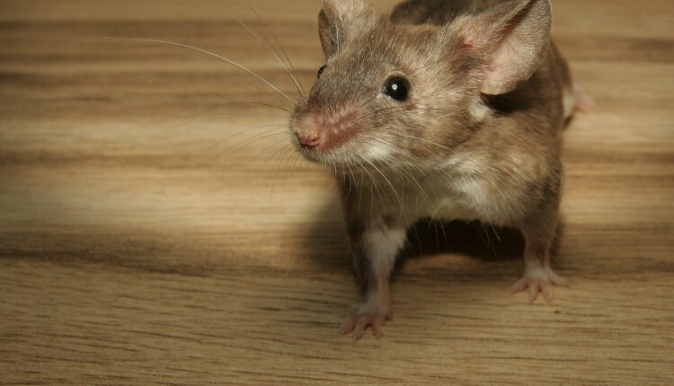 Ima li istine u starom verovanju: Da li zviždanjem stvarno privlačite miševe i šta ih tera od kuće?