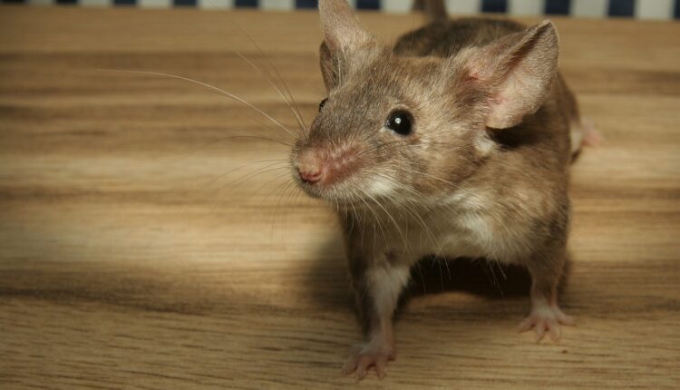Kako se rešiti miševa u dvorištu i sprečiti ih da uđu u vaš dom: Evo šta ih posebno privlači
