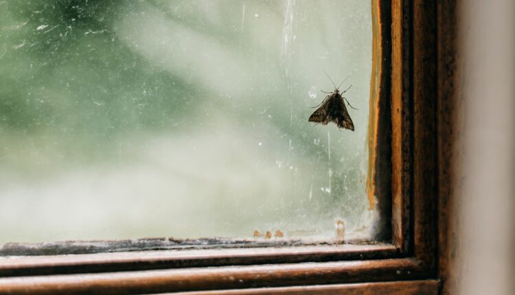 Spasite se dosadnih moljaca: Prave veliku štetu u orarima i kuhinji, a evo kako da ih zauvek oterate iz kuće