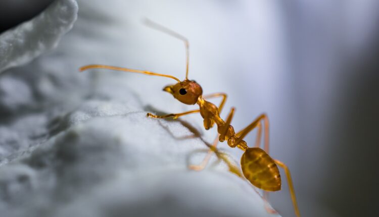Mravi su vam napali stan? Rešenje je 1 proizvod koji imate u kupatilu, najefikasnije tera insekte iz doma