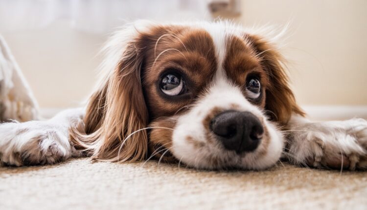 Psi često rade ovo zubima, a jedan znak je alarm da ga odvedete veterinaru