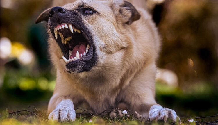 Ovo je prvi signal koji pas daje pre nego što vas napadne i ugrize, upozoravaju stručnjaci