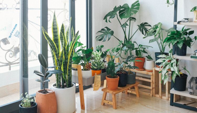 Nabavite ove sobne biljke, mogu vam rešiti problem buđi i vlage u stanu – tvrde stručnjaci