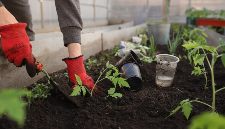 1 moćan sastojak čini čuda u bašti: Najbolja je zamena za pesticide, preporodiće biljke kao od šale