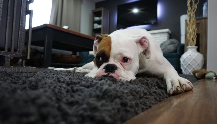 Ne znaju sve žene za ove cake: Da tepisi stalno mirišu kao da su tek oprani!