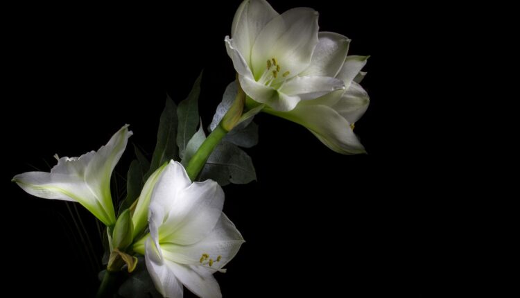 Magija u saksiji: Prelepa biljka koja cveta čak 75 puta, donosi radost u svaki dom!