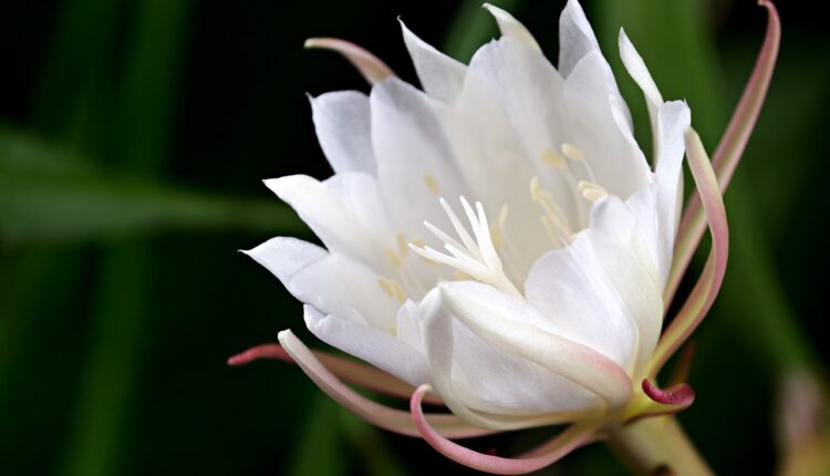 Jedan od najskupljih cvetova na svetu: Magična “kraljica noći“ cveta samo jednu noć u godini