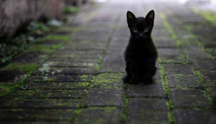 Ako vam nepoznata mačka dođe na kućni prag, to znači samo jedno: „U kući će uskoro biti…“