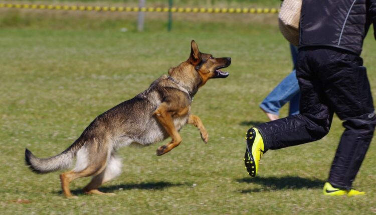 Šta da radite ako vas napadne pas: Jedna komanda vas može spasiti, tvrde stručnjaci