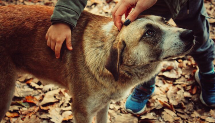 Uradite ove stvari i možete produžiti život svom psu, biće zdrav kao dren kažu veterinari