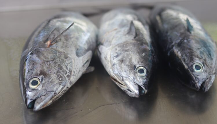 Najzdravija riba na svetu: Hranljivija od lososa, evo zašto treba da bude češće na vašem tanjiru