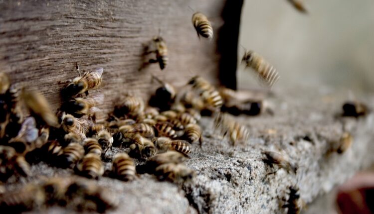 Čuvar zdravlja, ali samo ako je pravi: Propolis uvek treba imati u kući, a evo kako da ga koristite Čuvar zdravlja, ali samo ako je pravi: Propolis uvek treba imati u kući, a evo kako da ga koristite