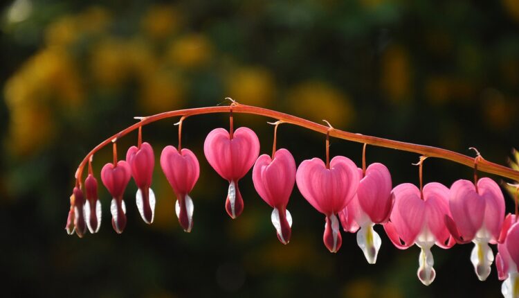 Najlepši cvet koji ćete videti: Neka vam “devojačka srca” ispune dvorište!