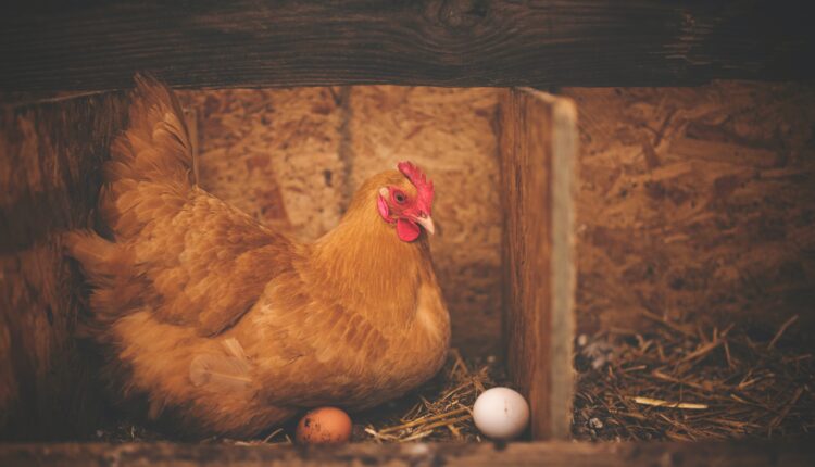Šta je starije, kokoška ili jaje? Konačno smo dobili odgovor na ovo verovatno najčuvenije pitanje