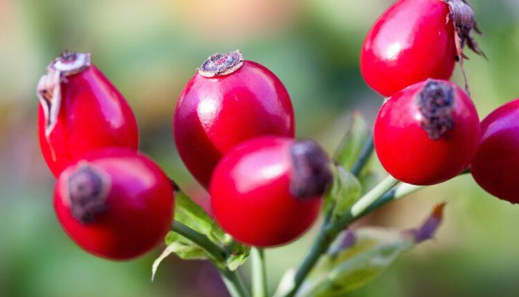 1 šoljica ovog čaja leči 10 bolesti: Crvene bobice koje su naši preci obožavali su čudo prirode
