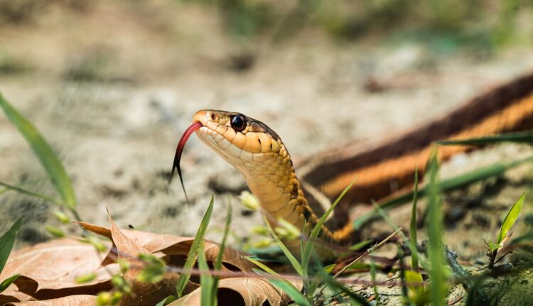 Otrovne zmije se razlikuju od neotrovnih, po ovome ćete ih prepoznati – znanje koje može da vam spasi život