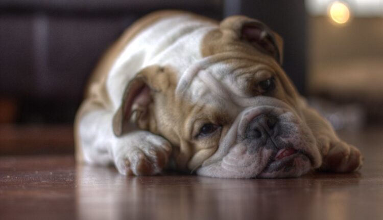 Pas vlasniku masakrirao nožni palac, ali tako mu je spasio život: Buldog nanjušio jednu opaku bolest? Pas vlasniku masakrirao nožni palac, ali tako mu je spasio život: Buldog nanjušio jednu opaku bolest?