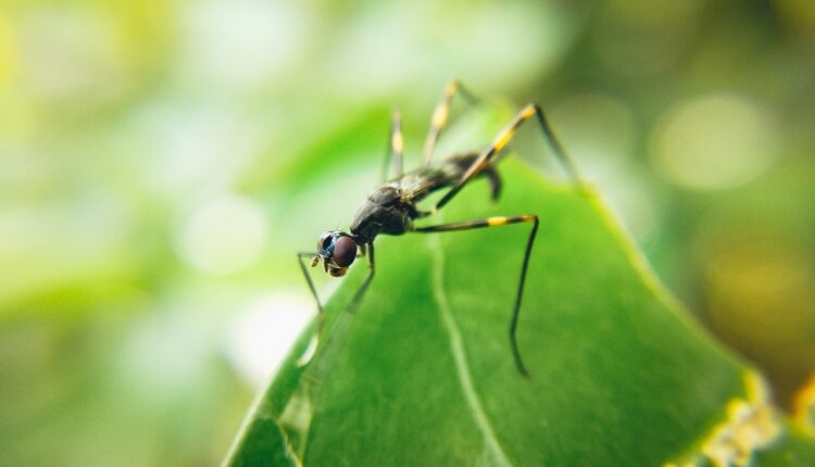 Prirodna rešenja: 5 biljaka koje teraju pauke, mrave i komarce iz kuće