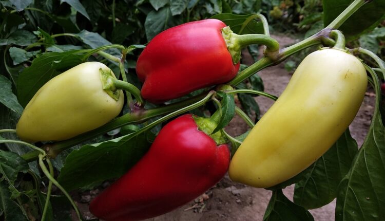 Ne bacajte peteljke od paprika, čuvaćete ih kao oči u glavi kada čujete koliko su korisne u kuhinji Ne bacajte peteljke od paprika, čuvaćete ih kao oči u glavi kada čujete koliko su korisne u kuhinji