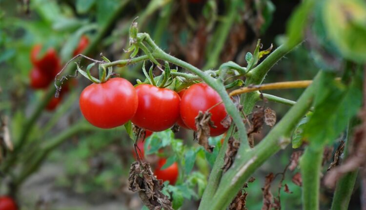Ovim đubrivom hranite paradajz: Rađaće duplo više i postaće otporan na bolesti