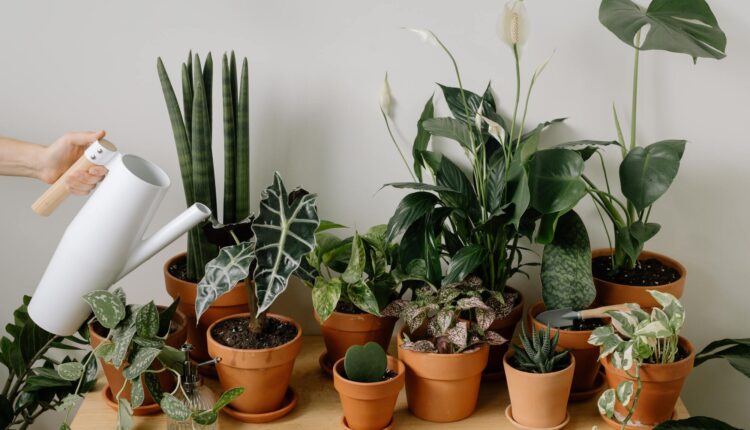 Ove tri biljke nabavite što pre, prečišćavaju vazduh i skupljaju prašinu bolje od usisivača